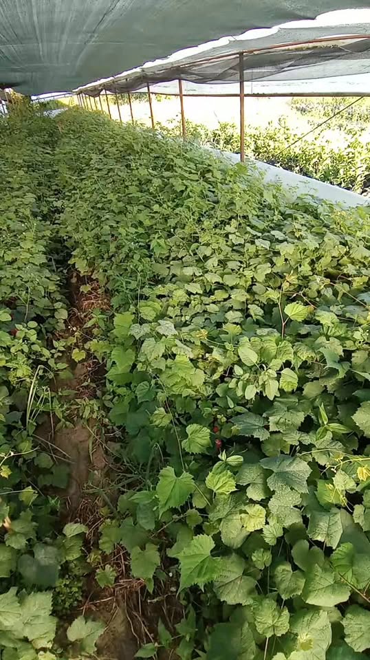 Ծառստառներ. 5 հոկտեմբերից, տեսակներ՝ Սաքմելաուրա, Ծոլիկոուրի, Չխավերի, Սպիտակ Կ…