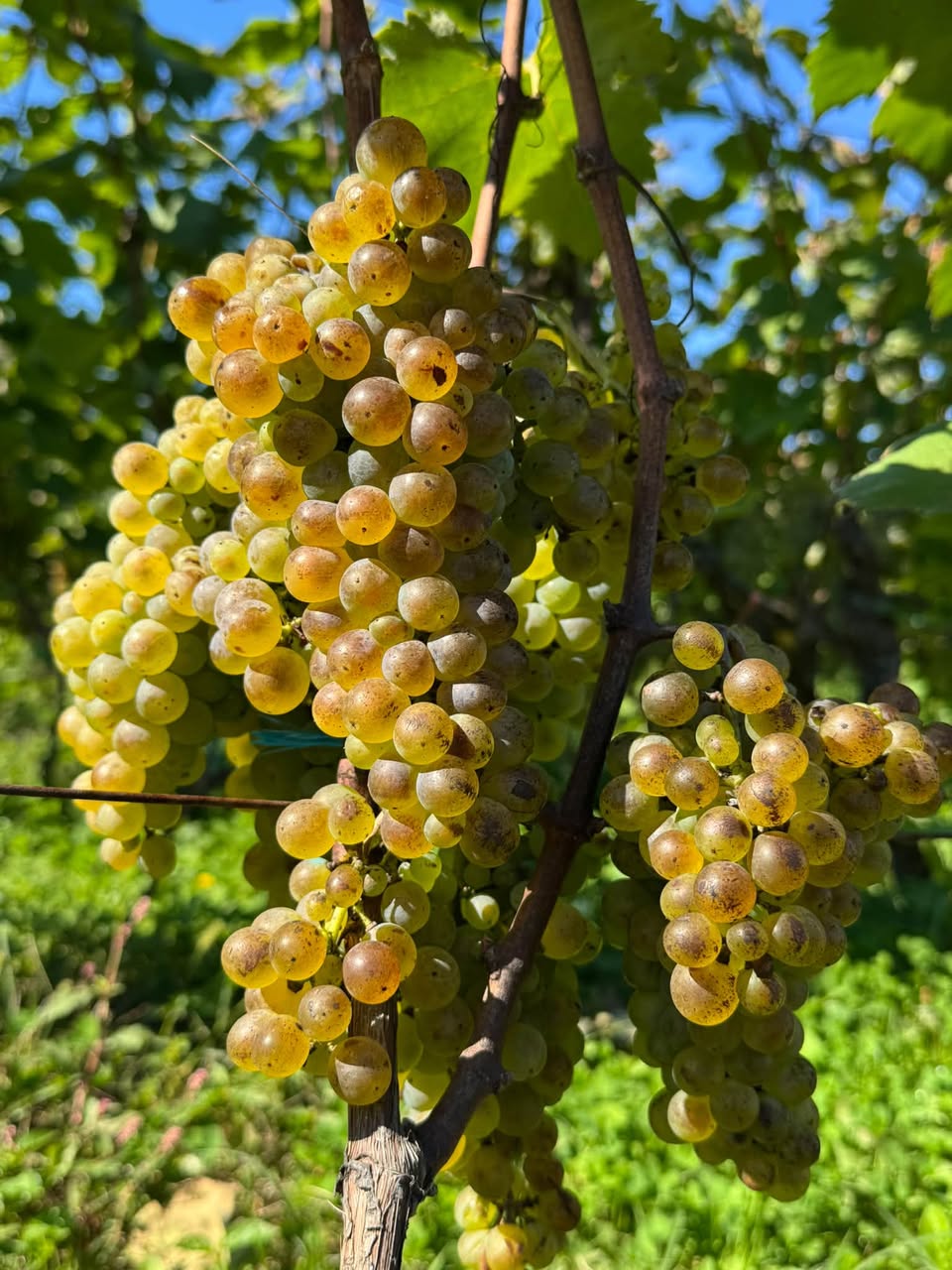 Satılık üzüm Çiçexa-Colikauri Terjola bölgesi köyü