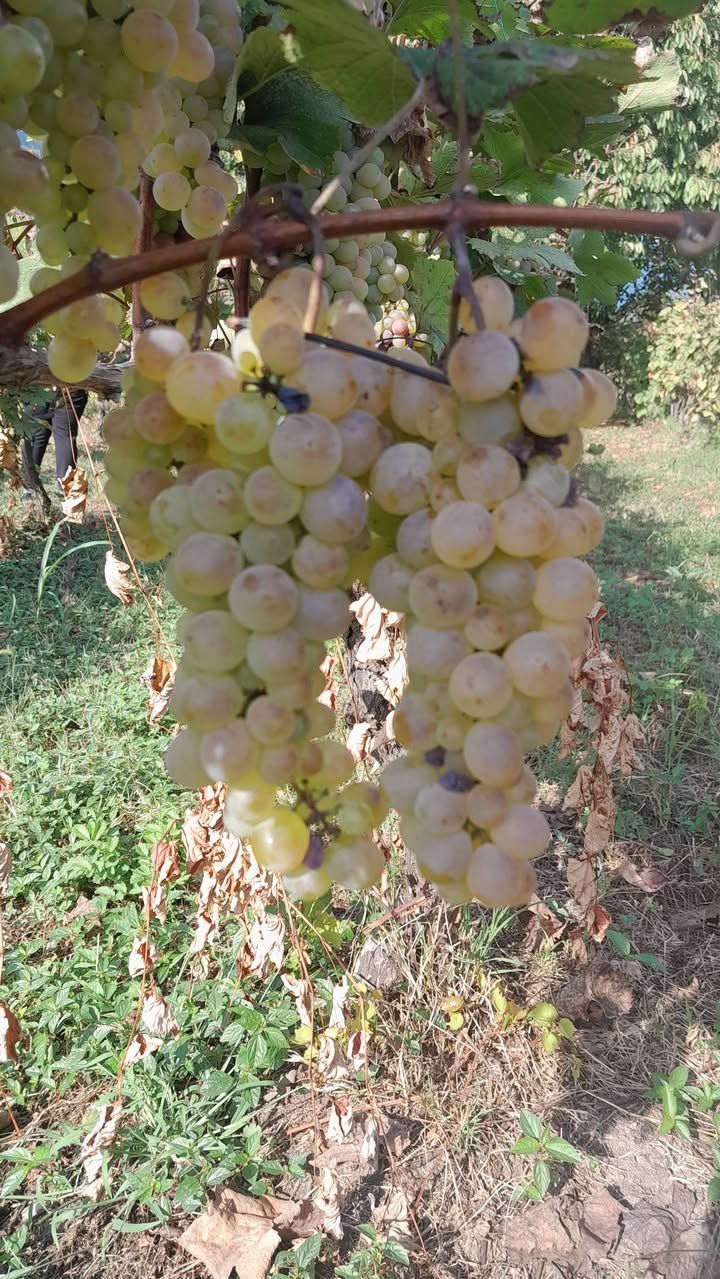 Satılık 1 ton kızılçam kereste. Fiyatı 1 lari.