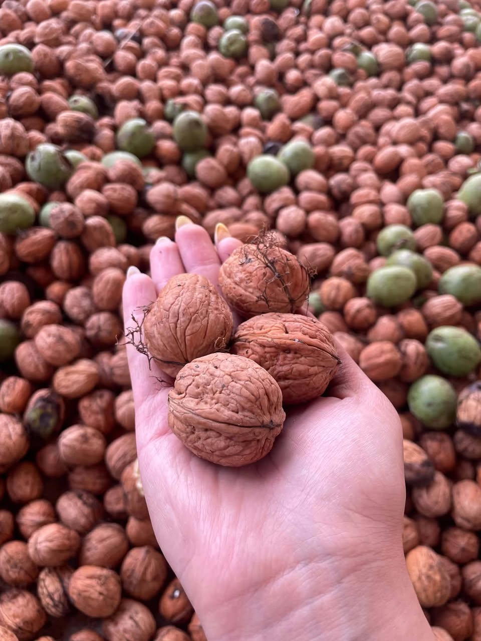 For sale is Chandler's thin, greasy peanut. 1kg — 10₾