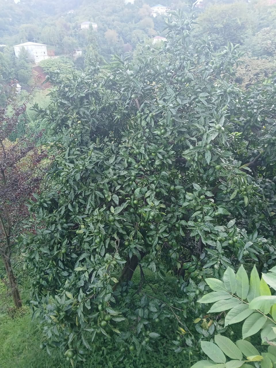 Ev, Batumı