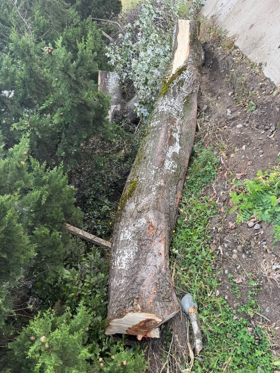 Terdjola rayonunun Zeda Alisubani kəndində satılır