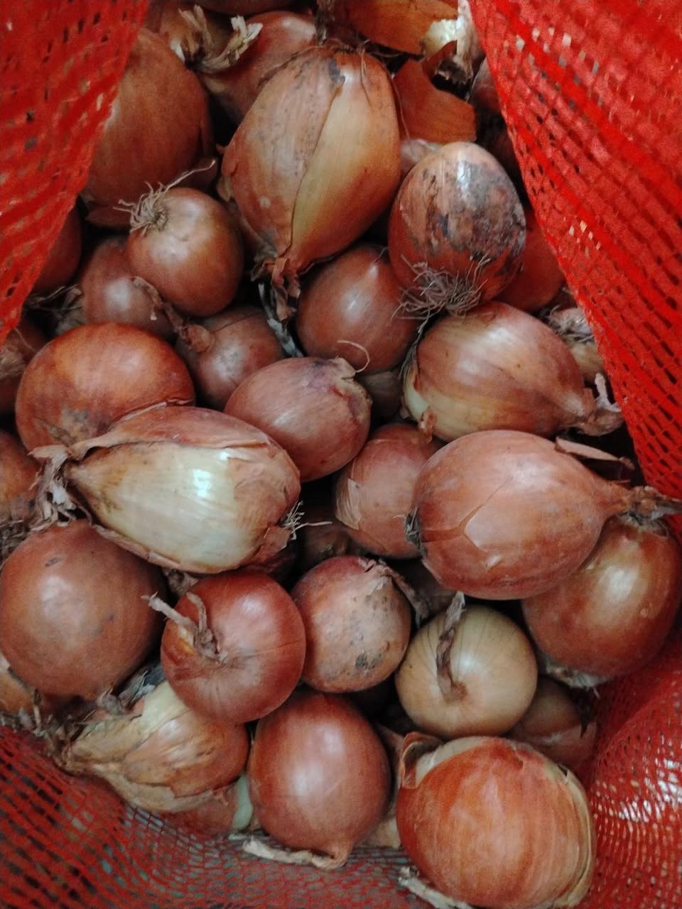 Karelian yellow potato of Kareli