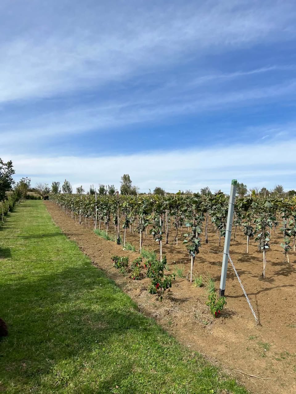 En yüksek kaliteli çöliko satıştadır! 🍇🥂 300kg