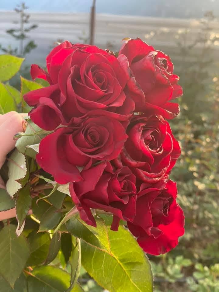 ✅️ფოტოზე ჩვენი საოცარი ვარდებია!!,🥰 ✅️ იყიდება