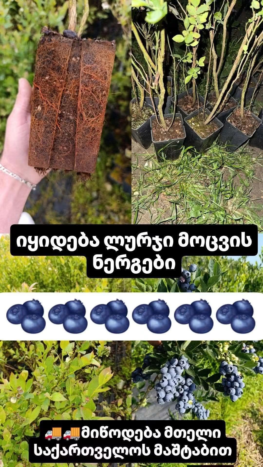 Mavi yemişin 2 yıllık fidanları satılır