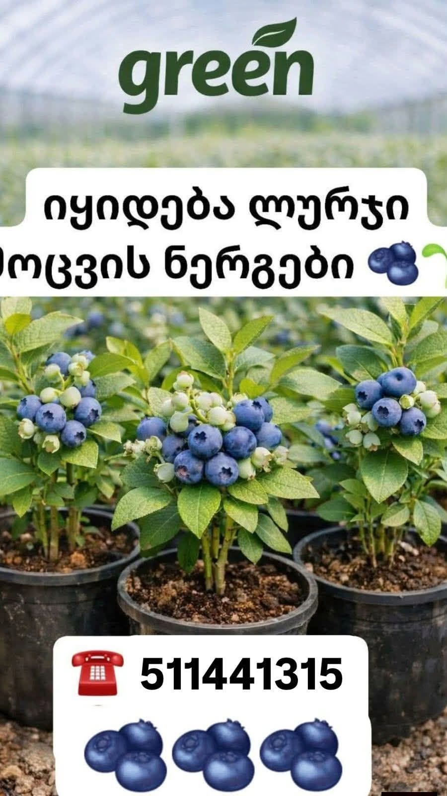 ლურჯი მოცვის ნერგები იყიდება