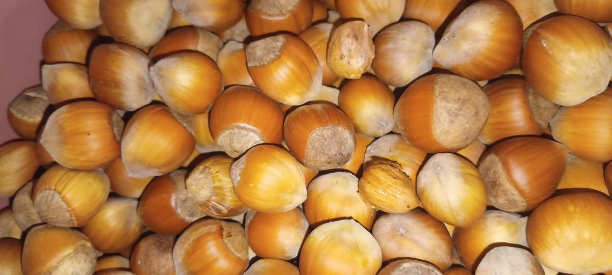 Satılık keçi var. Numaraya başvurun
