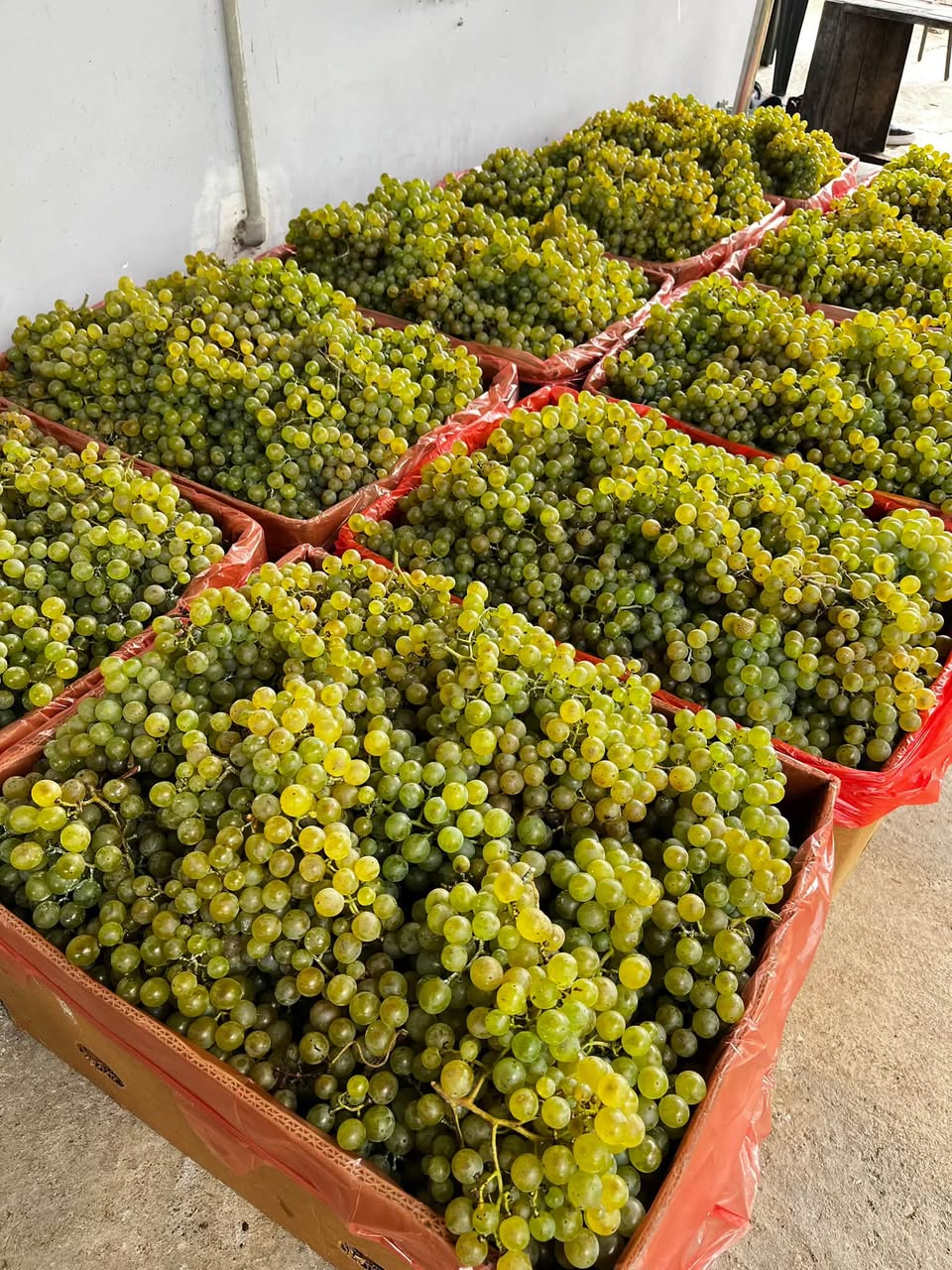 Վաճառվում է խաղող Ցոլիկաուրի 🍇💚💛 📞 գյուղ