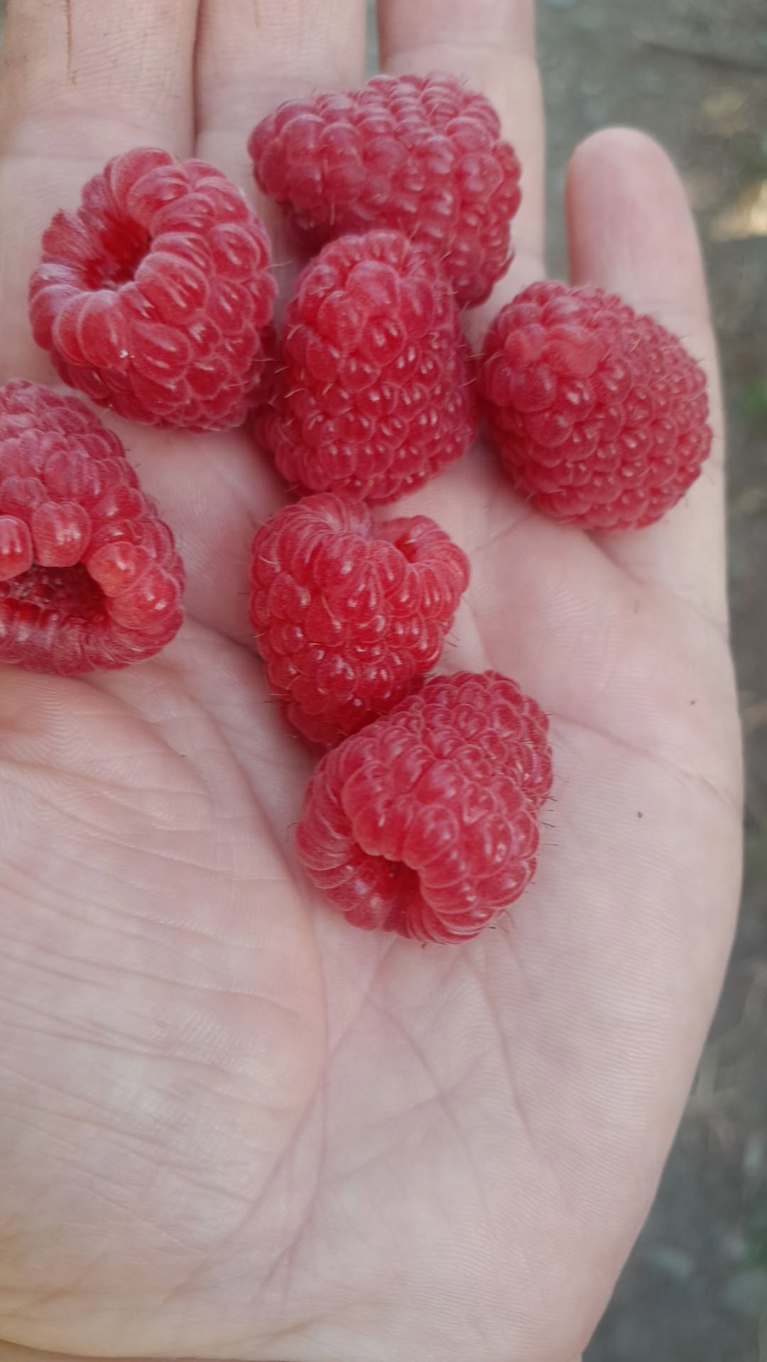 For sale jelly, 1kg - 12 lari