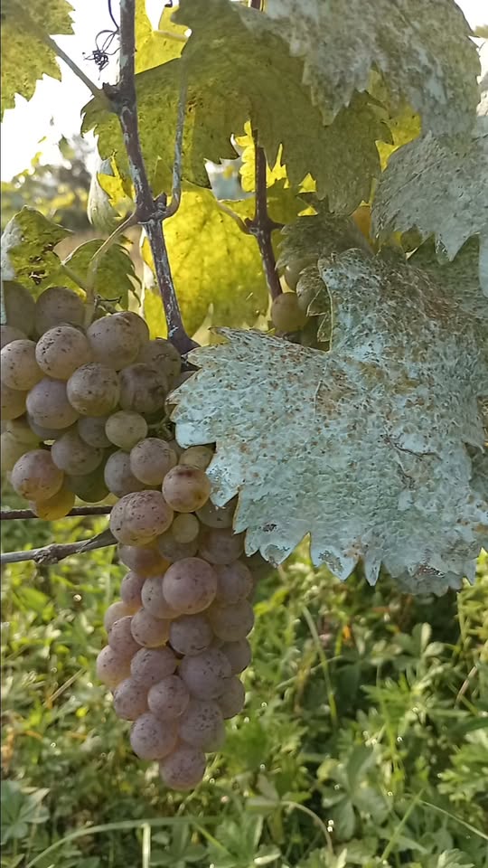 Kənddə Çixada satılır çiçək. Terjola sarı. Zəng edin
