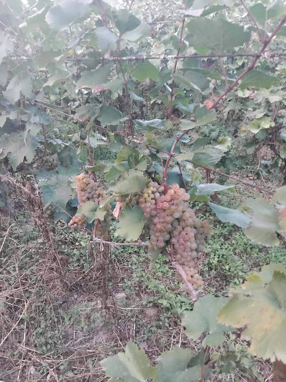 Selling Saperavi wine from Sagarejo