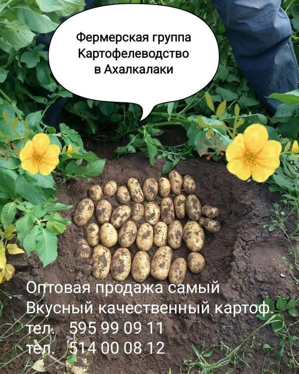 Kartofel оптом, Axalkalaki
