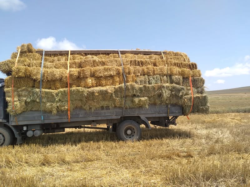 Arpa 50₺'ye Gurcistan'da satılır