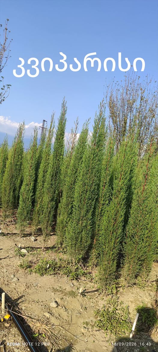 🌲🌲🌲__ კვიპარისი სიმაღლე 2 + მეტრი — 20₾