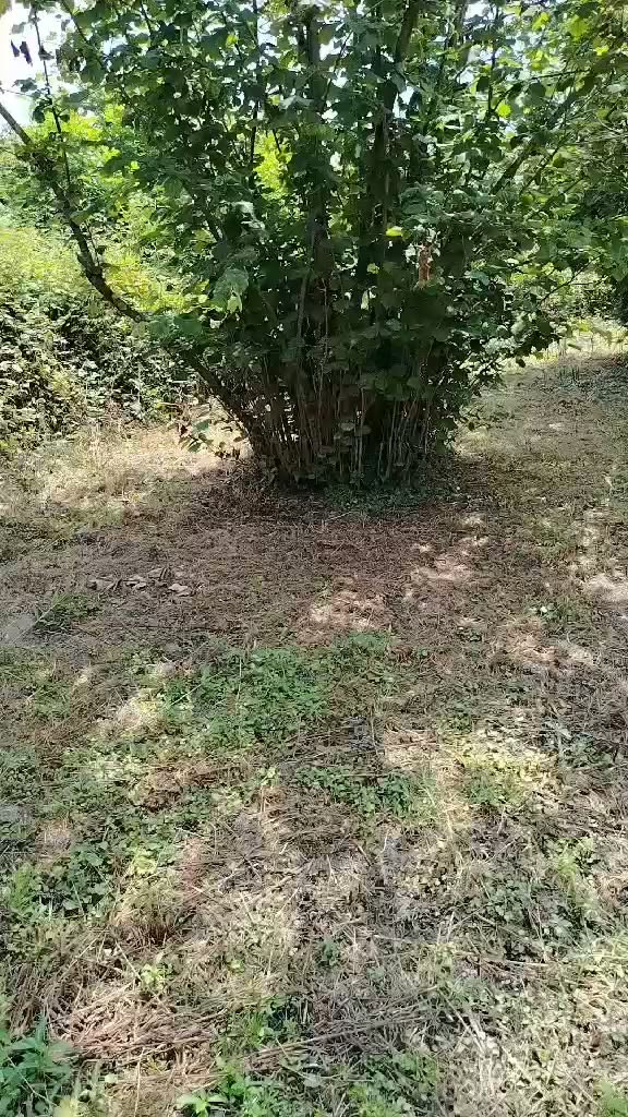 🏡 Վաճառվում է բնակելի հողակտոր գյուղում