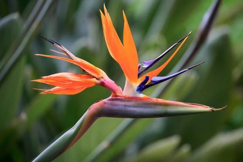 Strelitzia Reginae და Nicolai ნერგები