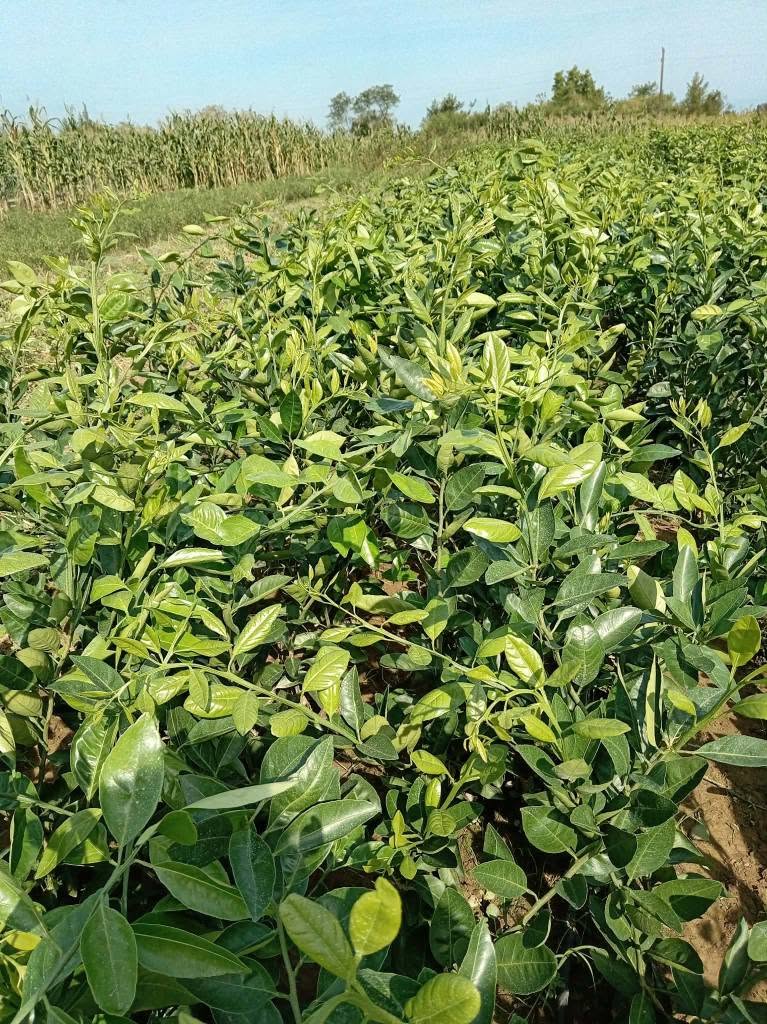 Citrus seedlings for sale