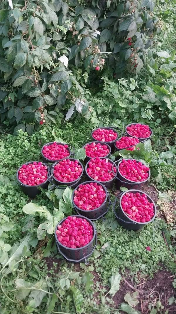 🍓 იყიდება ხულოს მალინა! 🍓 🌿 — 11₾