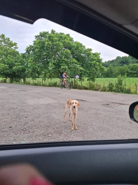 СБОР ДЛЯ БОННИ 🐶 Друзья, прошу