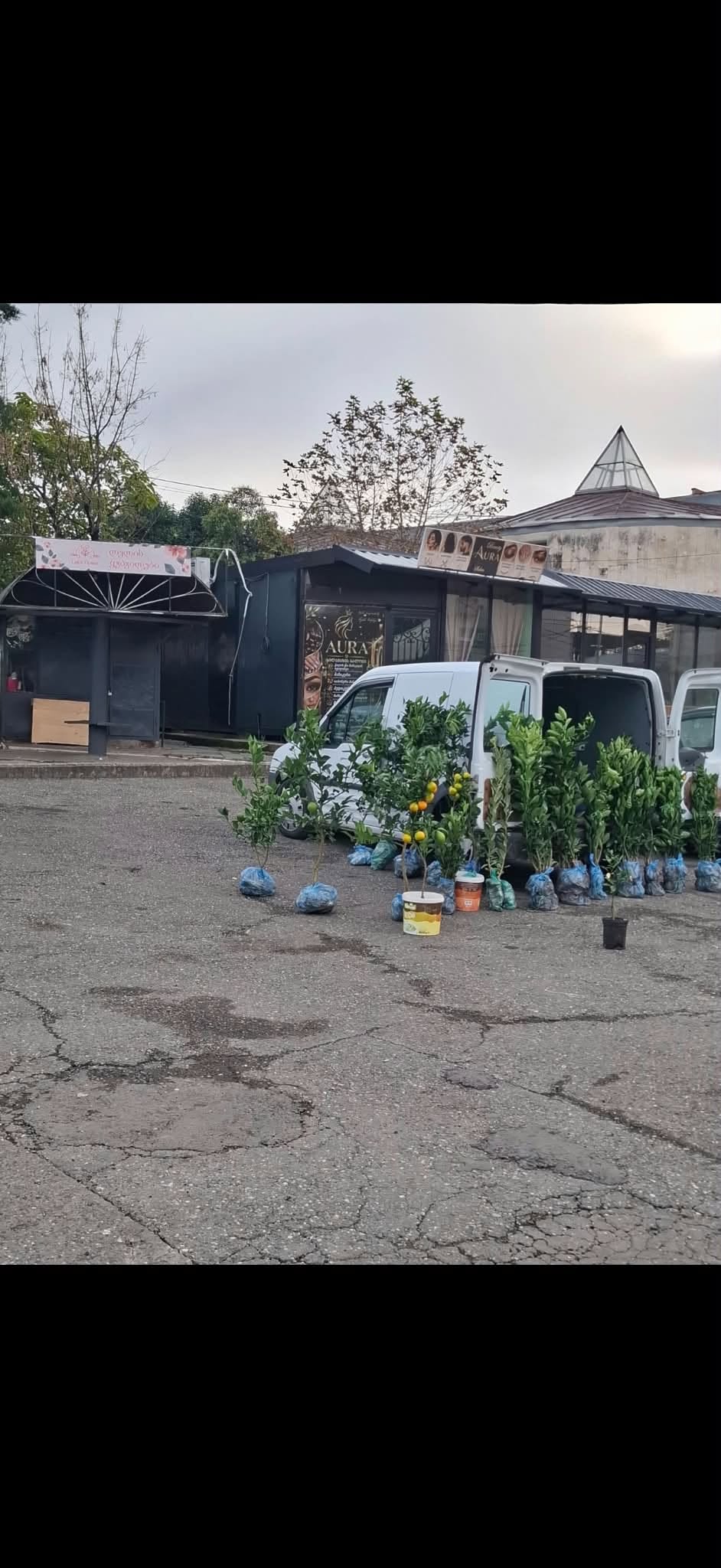 Մենք Վիմպելով ջրհորի շուկայում ունենք ցիտրուսի բոլոր տեսակները