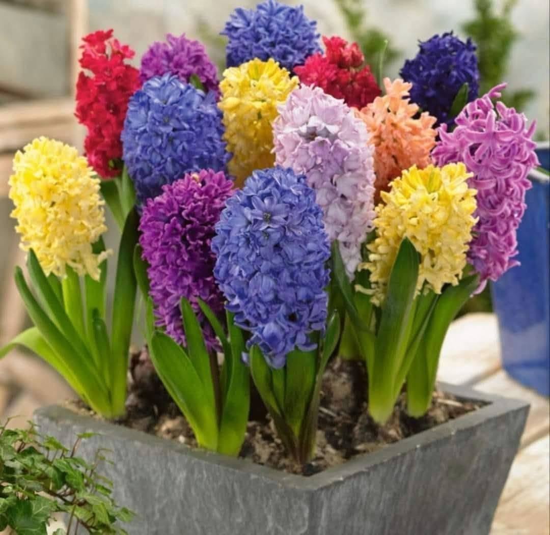🌷🍂 ყვავილომანებო, დროა გაზაფხულისთვის მოემზადოთ! 🌷