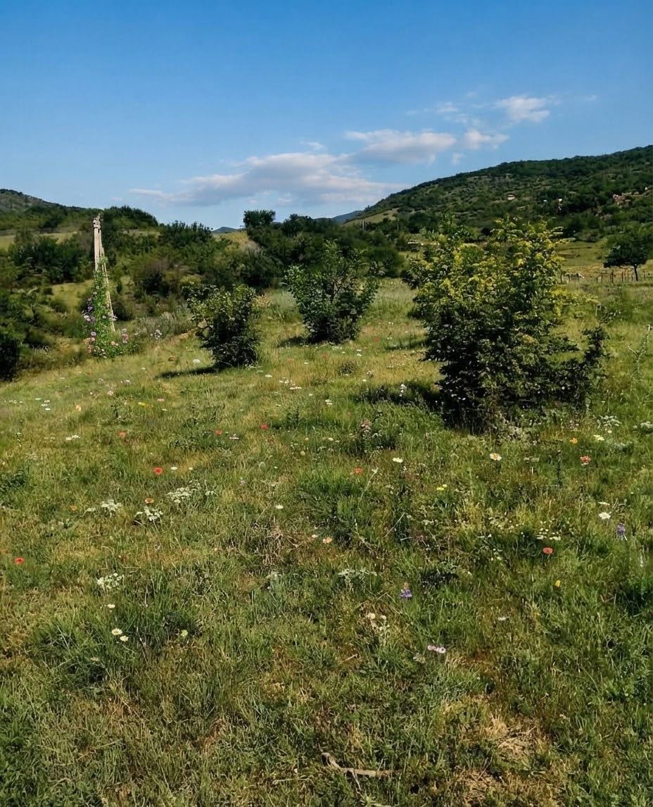 Orman, nehir ve tam bir huzur Mamkoda'da!