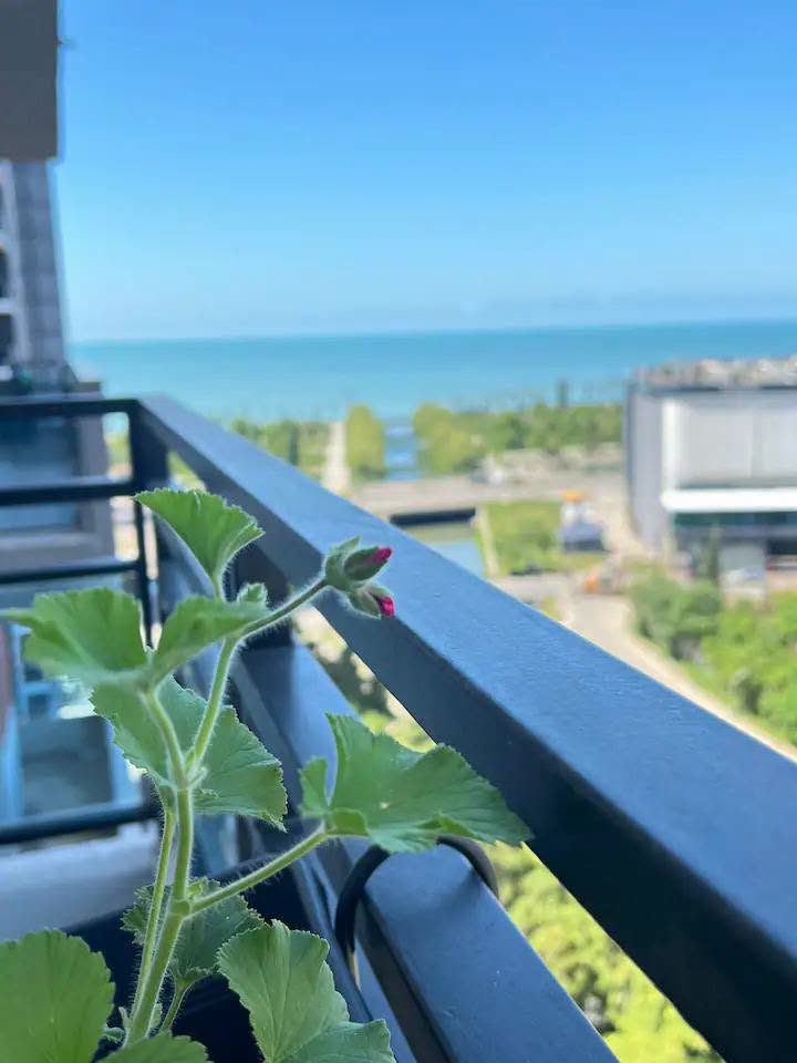 Kirayə mənzil, Batumi — $600