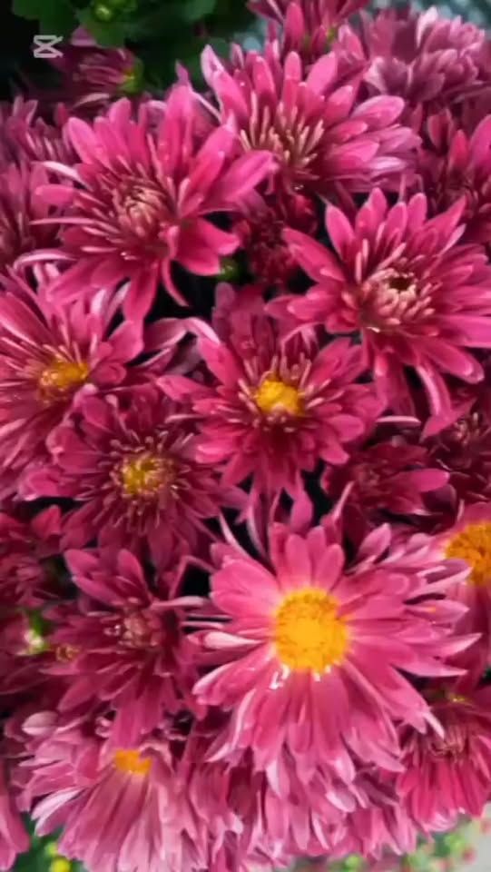 🌸💐 სილამაზე ყველა ფერში! 💐🌸 🌸 — 5.5₾