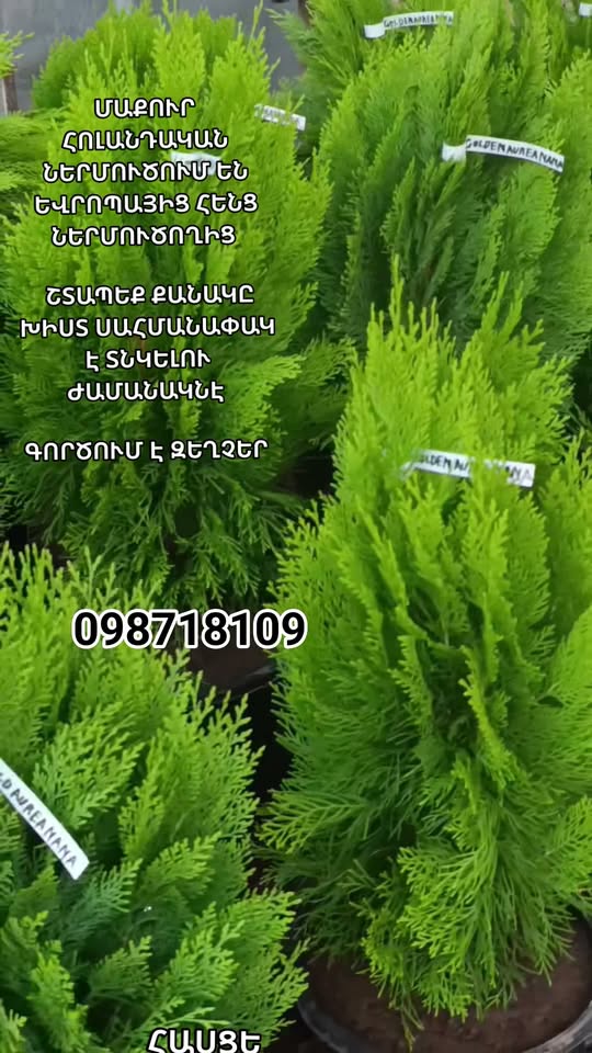 ՄԱՔՈՒՐ ՀՈԼԱՆԴԱԿԱՆ ԶԱԼԱՏԻՍՏԻ ԳՆԴԱՁԵՎ ՏՈՒԱՆԵՐ ԵՎՐՈՊԱԻՑ