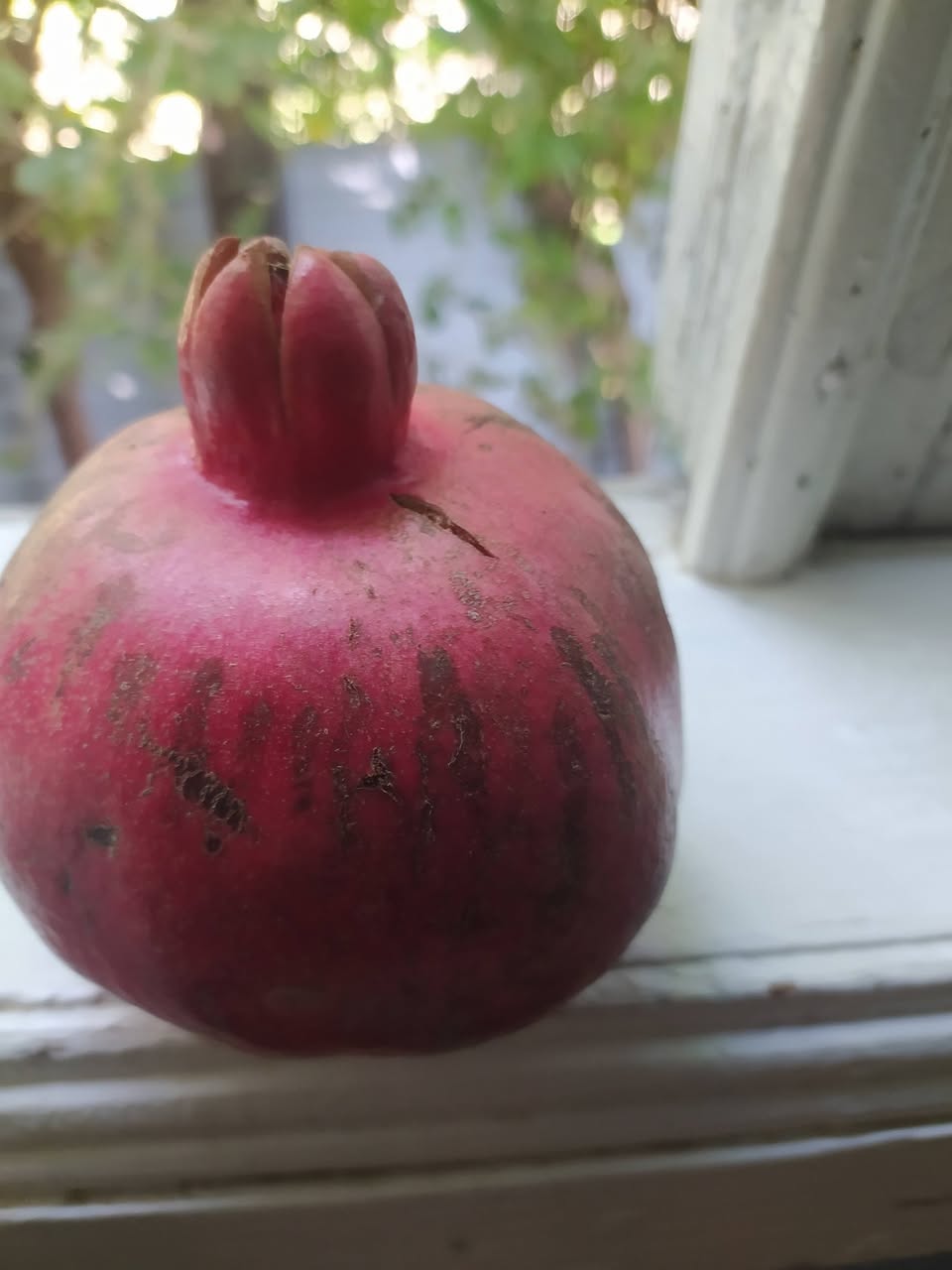 Super Öküzburun narı və tingləri satılır.