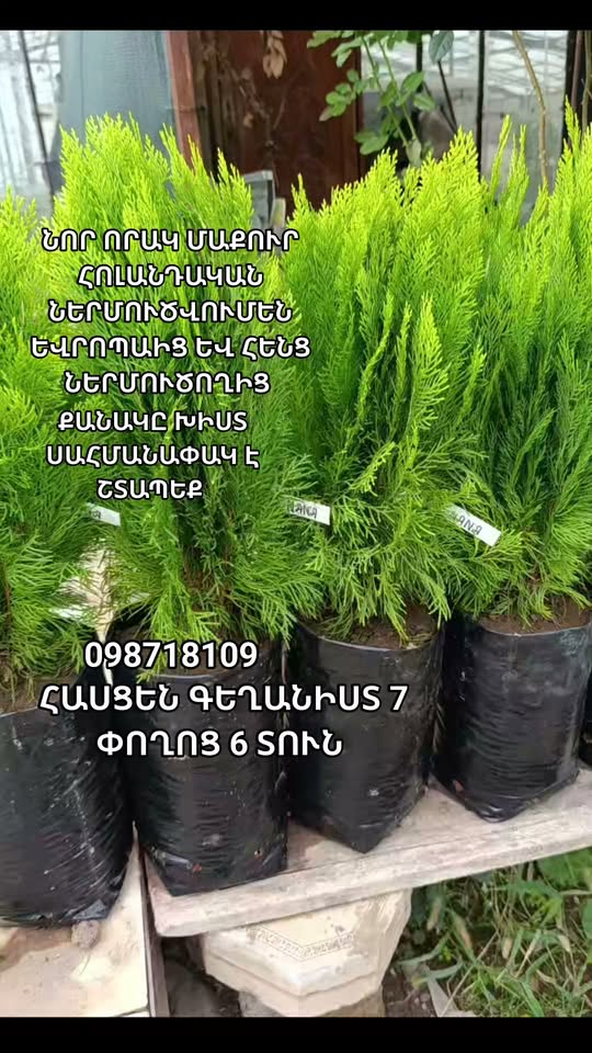 Թույայի տնկիներ, 6 տուն