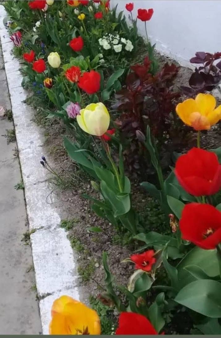 ბაღი და ეზო