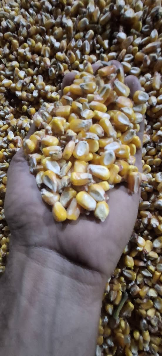 Mısır büyük miktarlarda sac içinde satılmaktadır