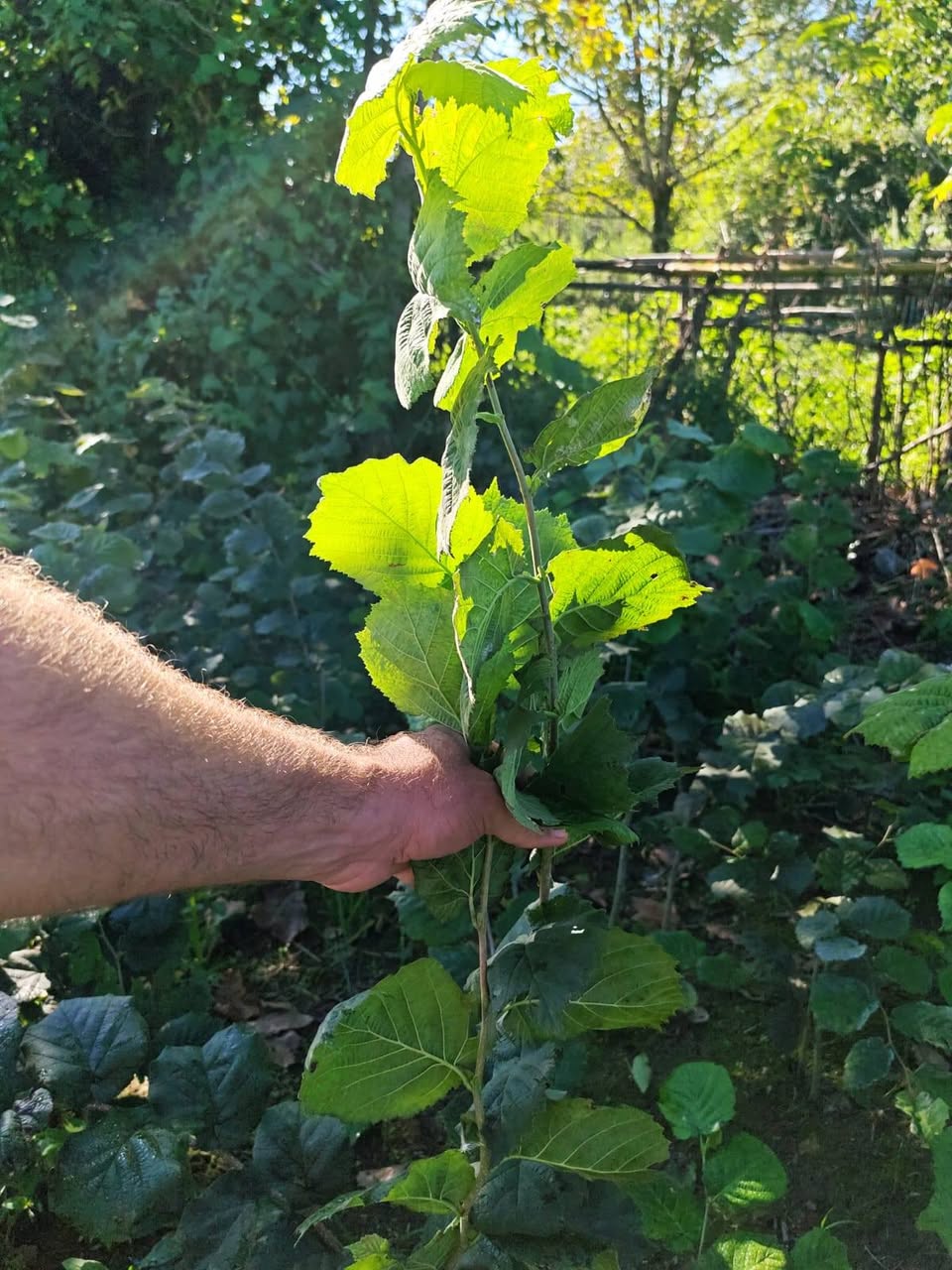 🌰🌱 იყიდება ნამდვილი ანაკლიური ჯიშის თხილის