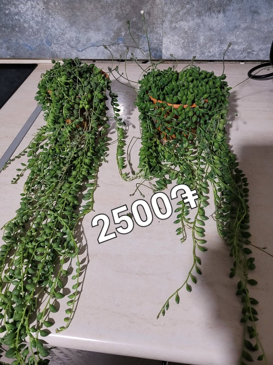 ԳՆԵՔ ՄՆԱՅՈՒՆԸ ԱՌԿԱ ԳՈՒՅՆԵՐ 🩷🧡🤎💜❤️. — 2,500֏