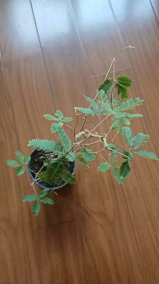 Beautiful Mimosa - 3,500 ֏ #Plants