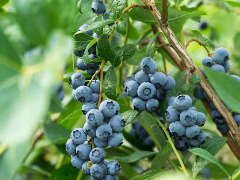 ლურჯი გილები გაყიდვაშია! 🌿 ლურჯი — 25₼