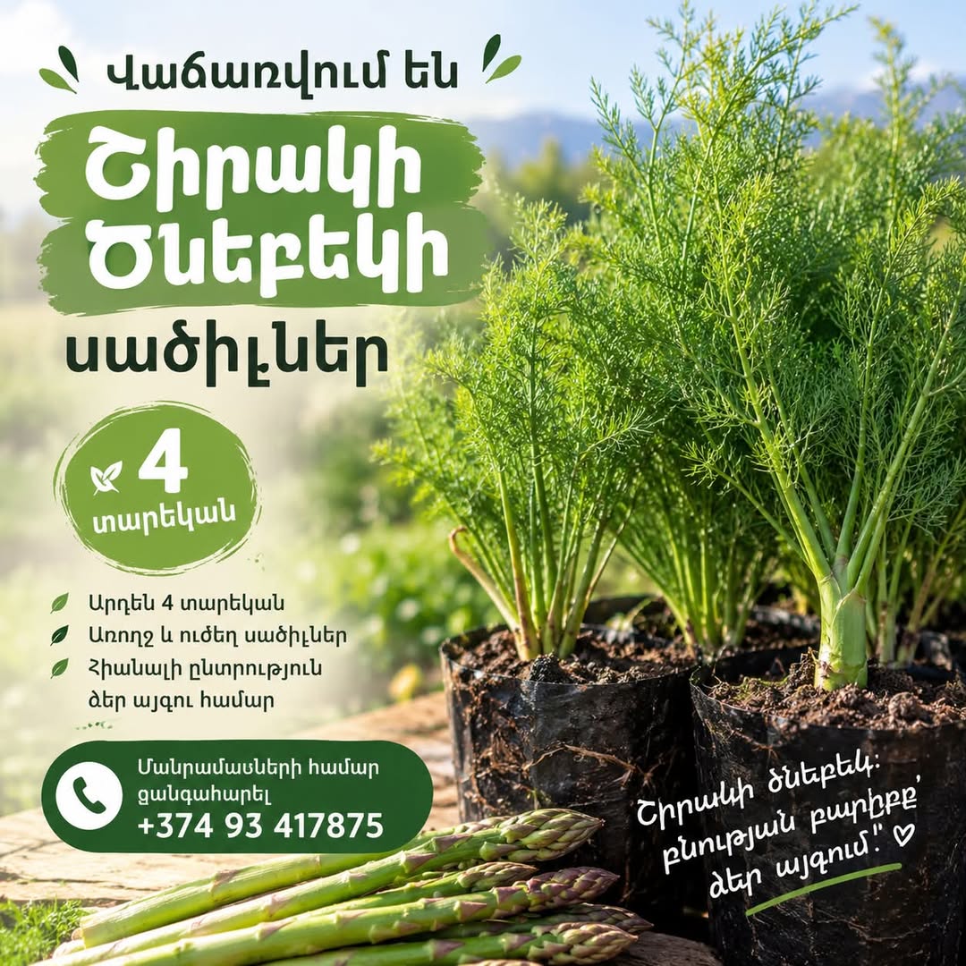 იყიდება «Շիրակի ծնեբեկի» 4 წლის