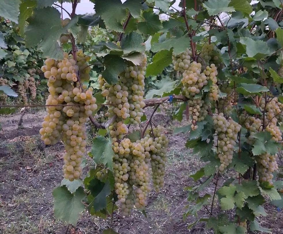 🍇 Kakhuri ve Gurcistan'ın Rkatsiteli satılıyor! 🍷