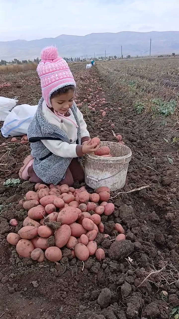 Vajavum ve vardenisi kartoska tan yok.