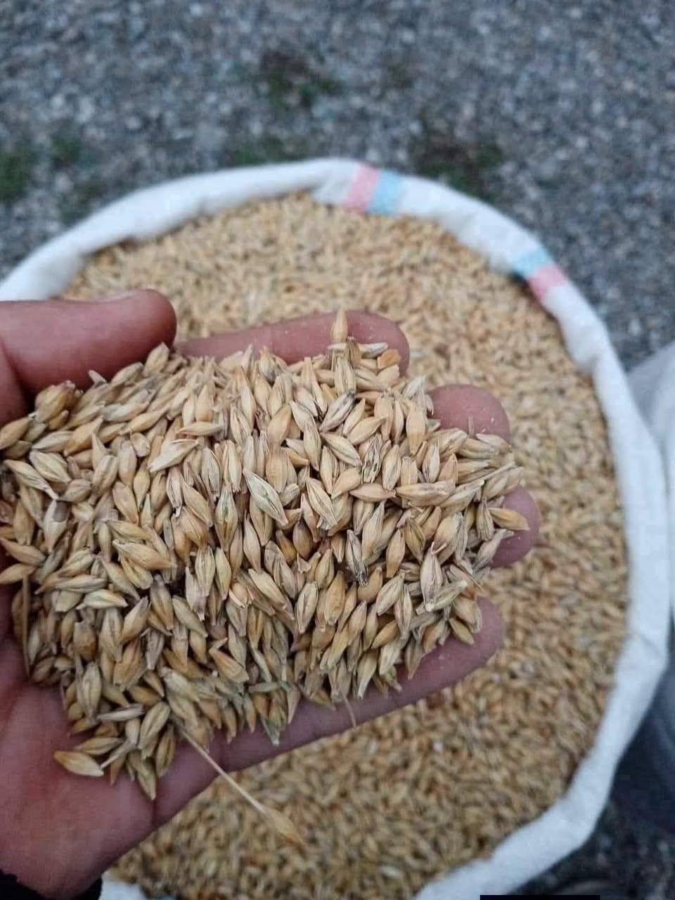 ❗Satış yerində çatdırma ilə buğda və qarğıdalı