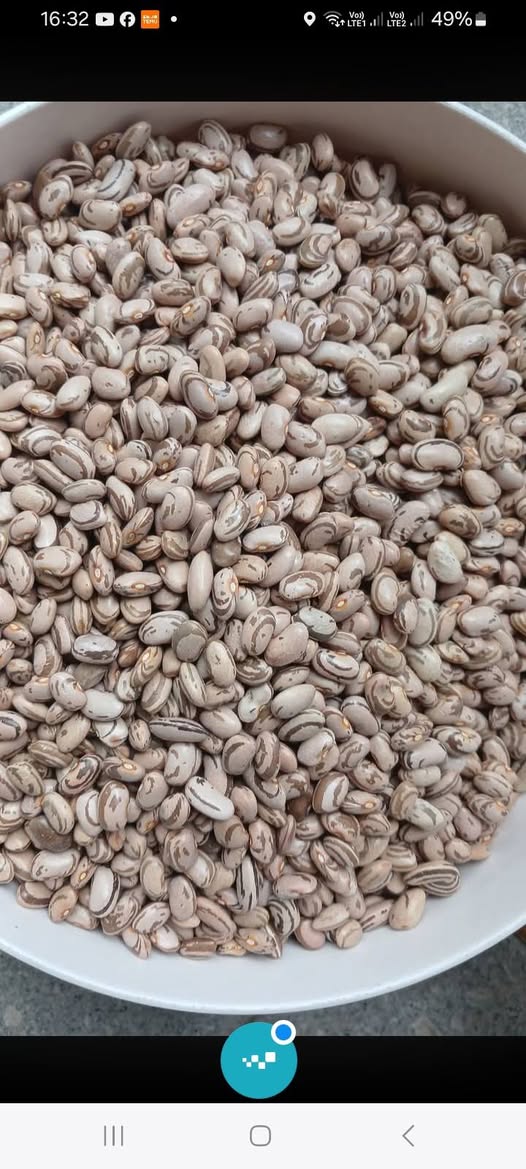 Doğal olarak yetiştirilmiş Karlı lobya. Batum'ludur. 10 liraya Satılık.