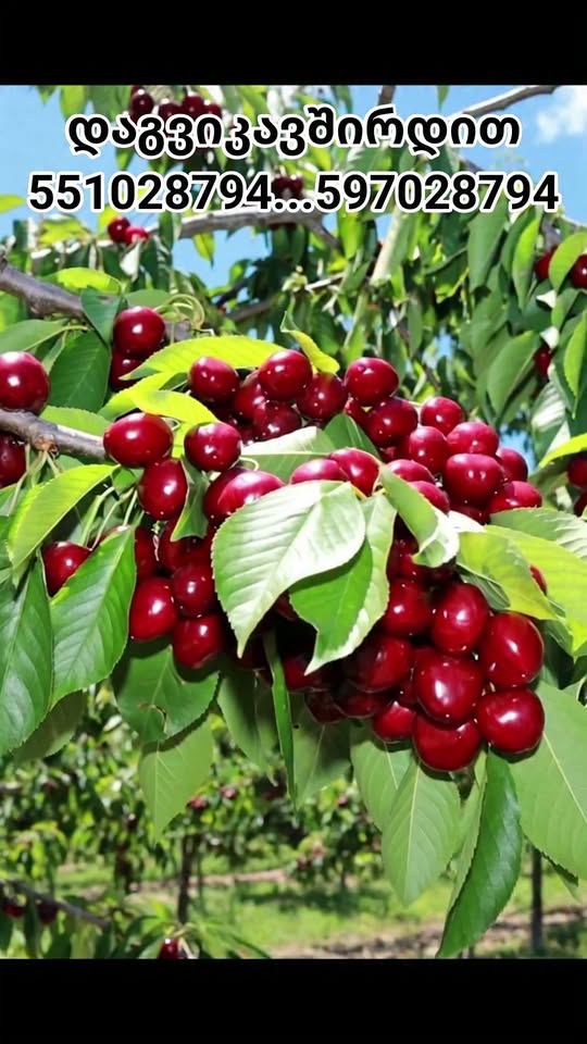 Cherry seedlings are sold in Varkebuli farm