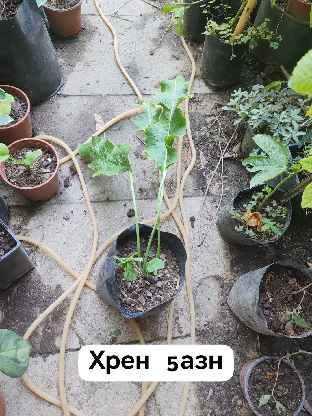 Komşular kim sordu dikilen - 5₼