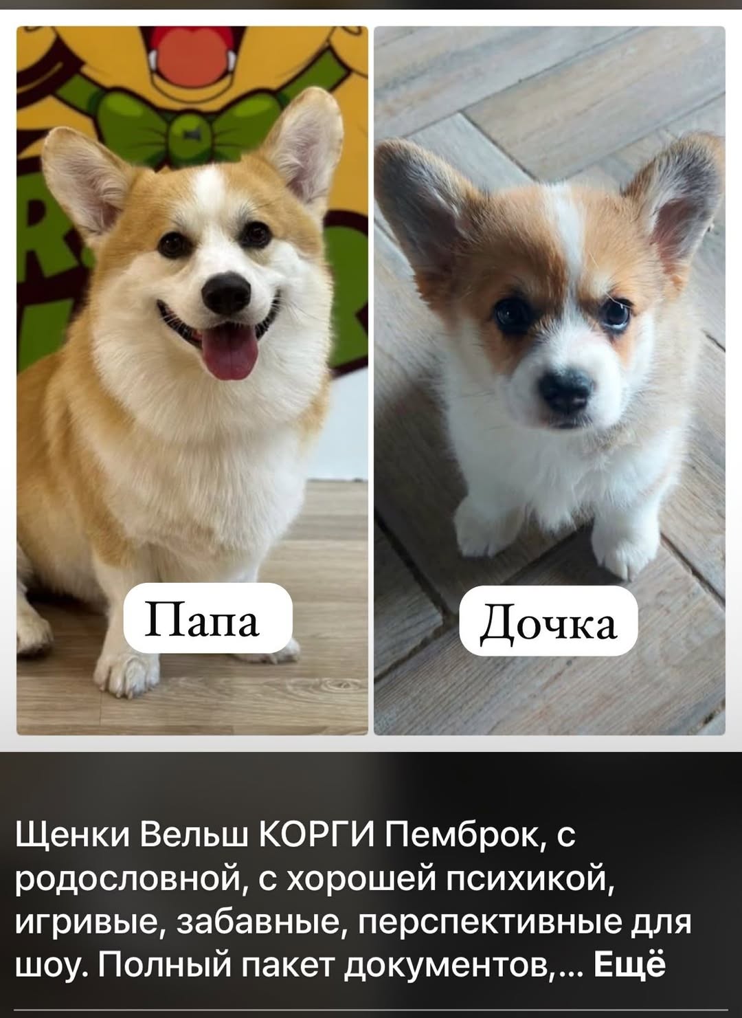 Щенки корги ❤️