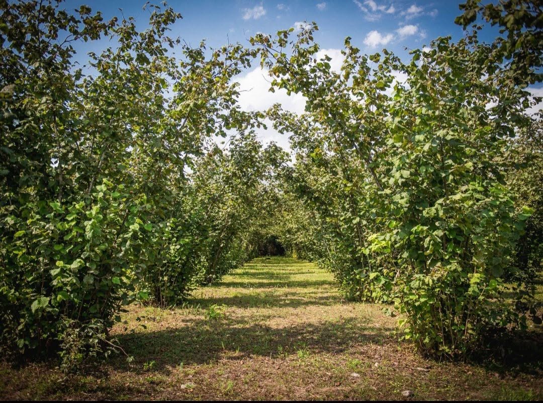 🌿 Ganmuhurş köyünde çam ormanı satılık! 📍