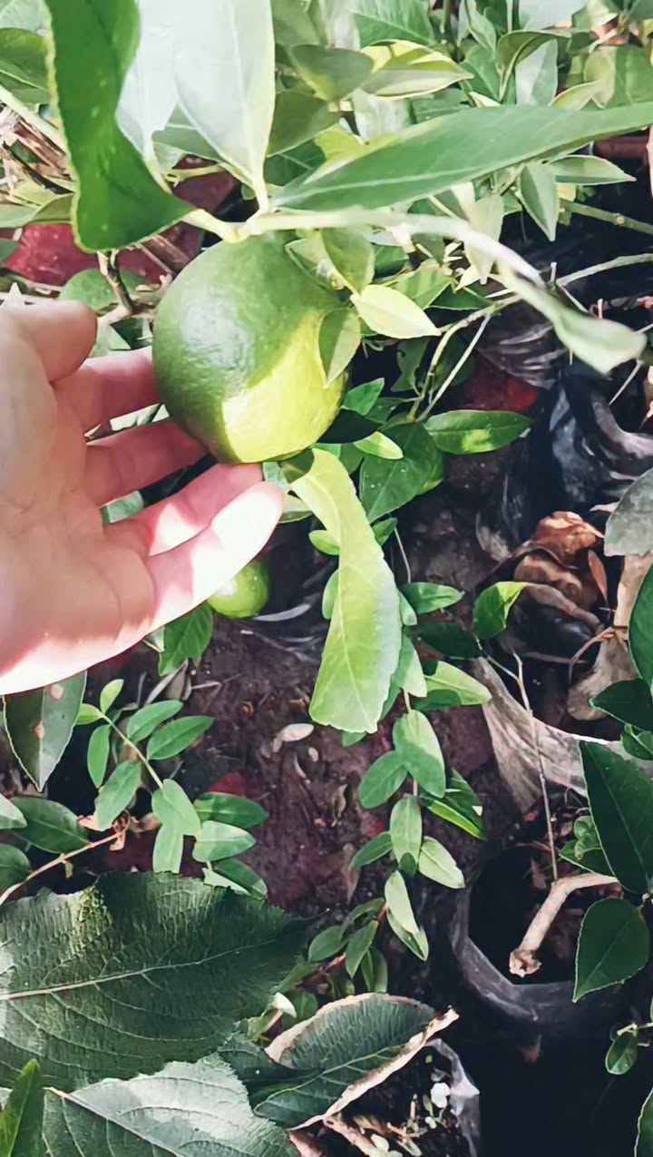💛🧡ადგილზე მაქვს ციტრუსის ნერგები კონტეინერით 💥 — 30₾