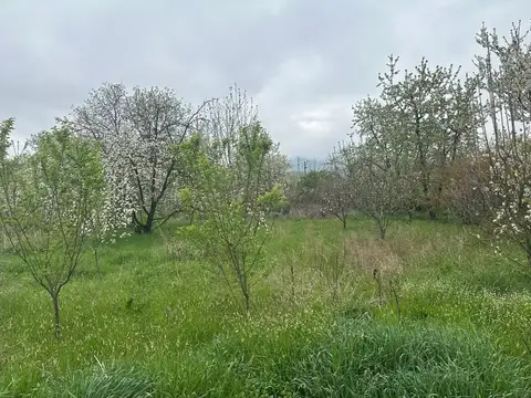 Torpaq