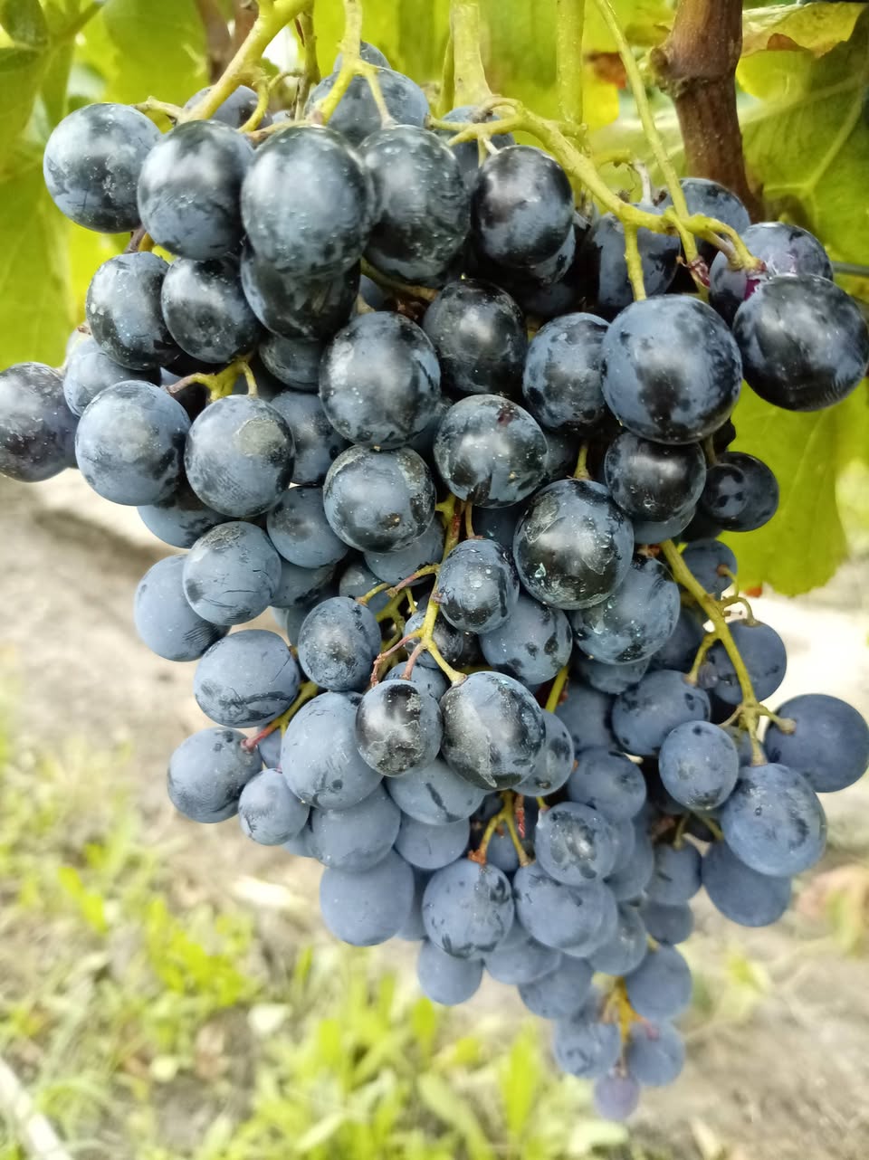 Tomorrow our bio Saperavi will be harvested — 1.8₾
